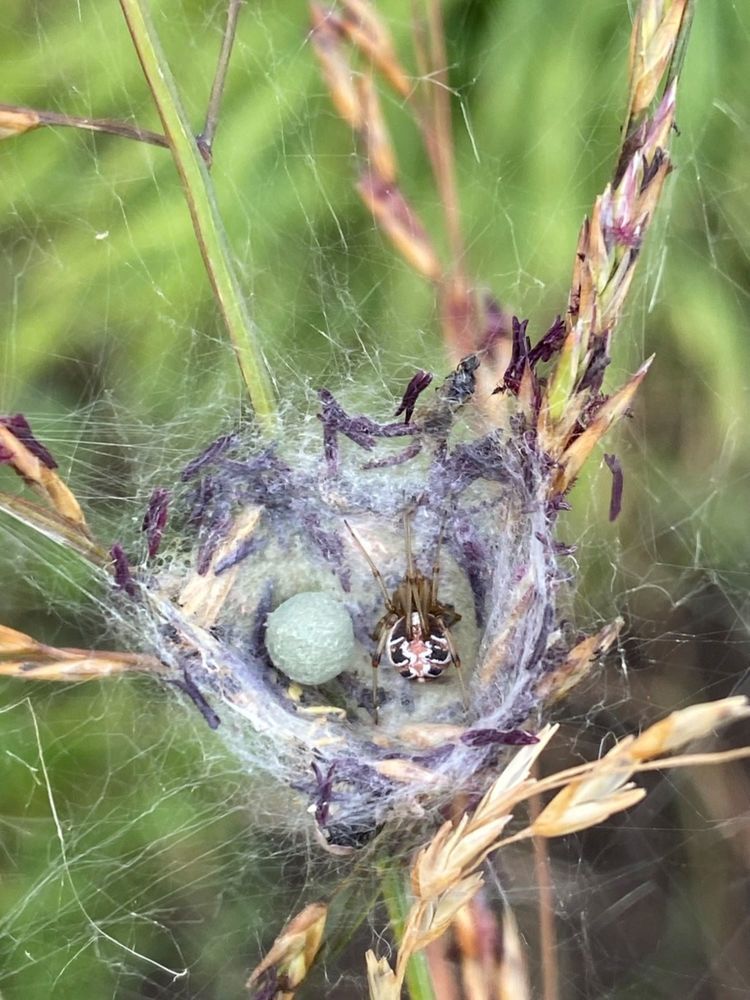 Гнездо паука