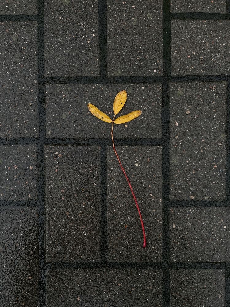 Photograph by Sergei Komlev