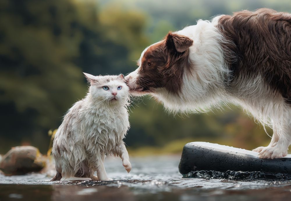 Photograph by 宠物摄影师狗哥