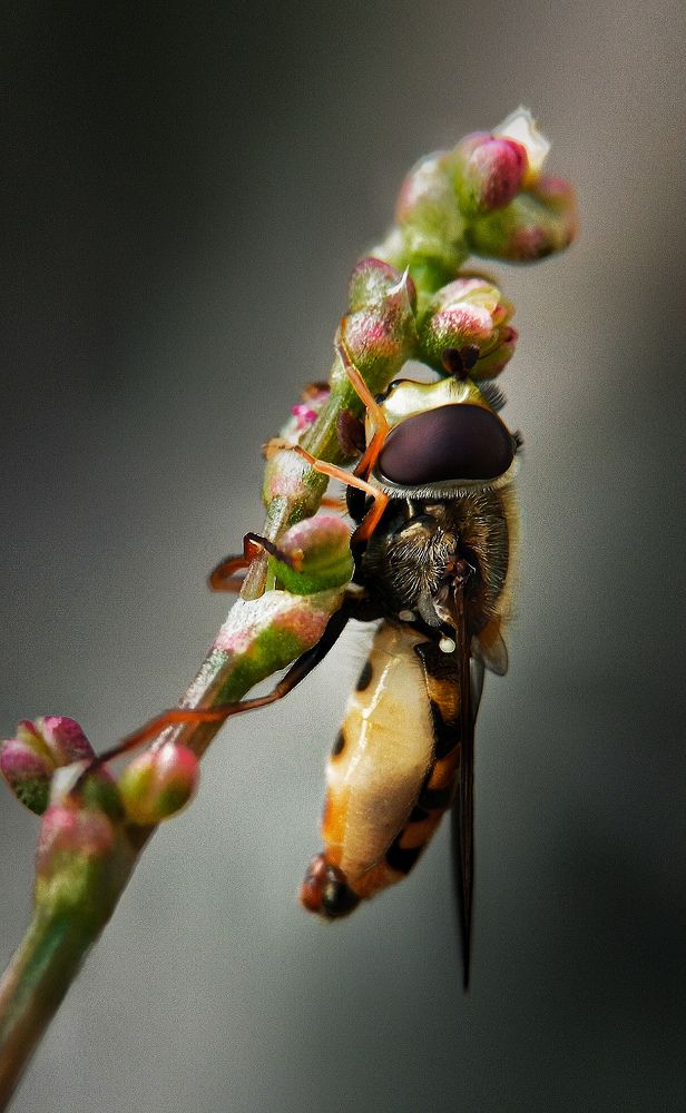 Фотография автора Mahdi Mohammadi