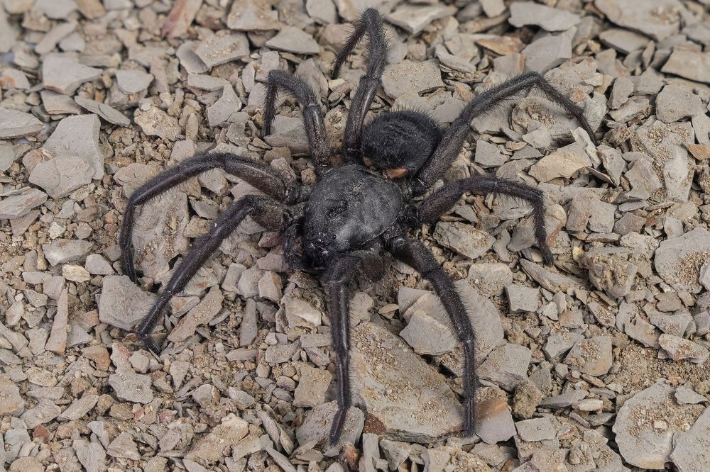 Фотография автора Роман Сергеевич