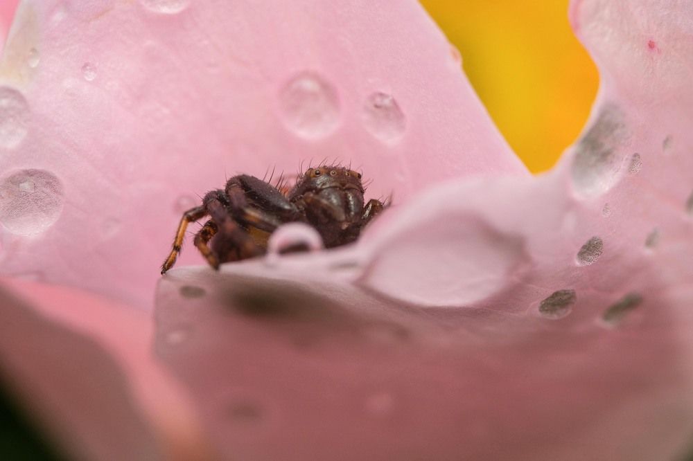 Фотография автора Роман Сергеевич