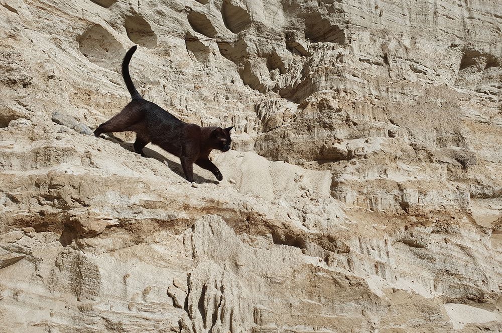 Грация бурмы.