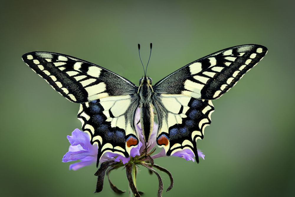 Papilio machaon