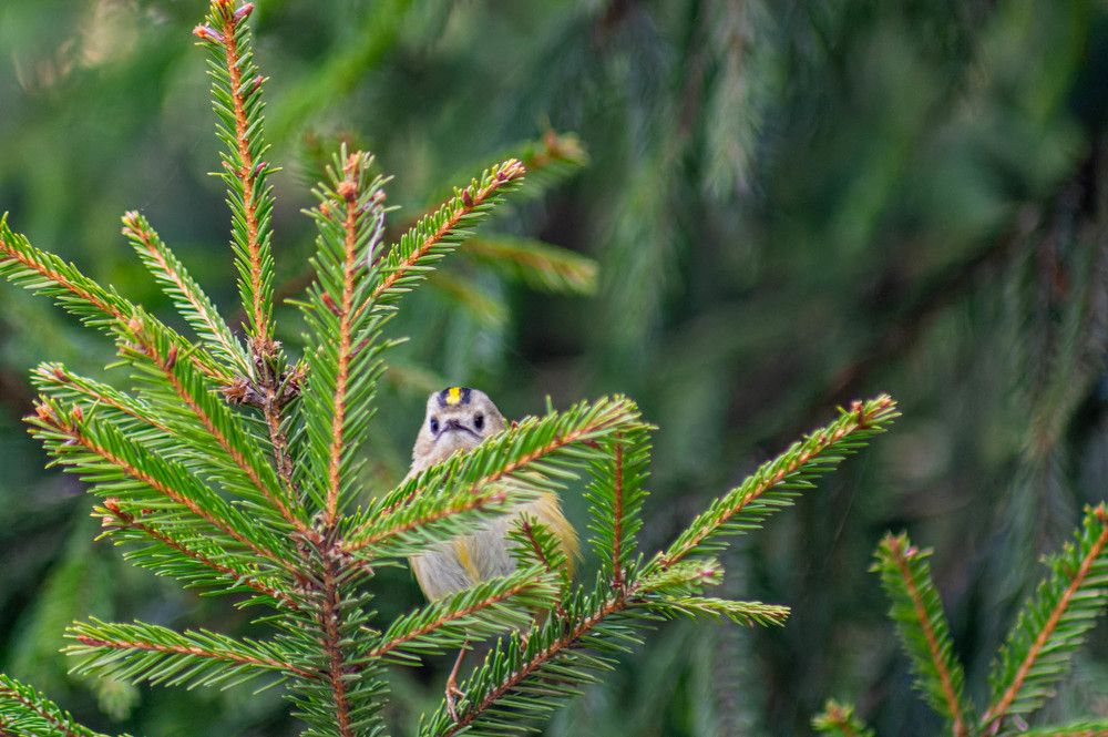 Фотография автора Виктория Болховитина-Зеленкова