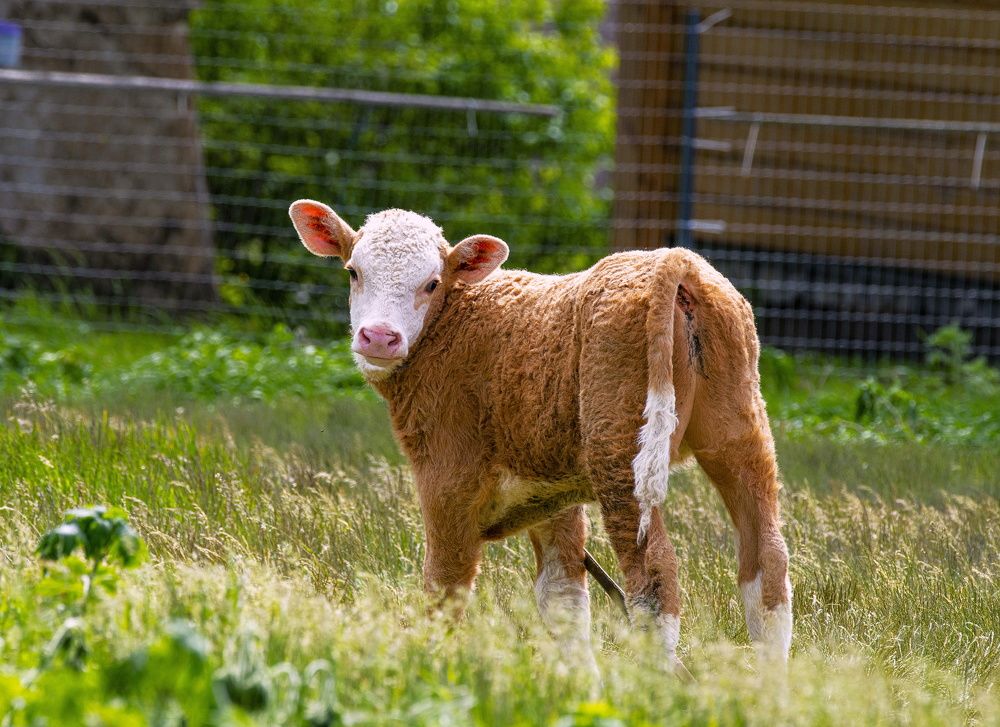 Photograph by Сиваков Алексей