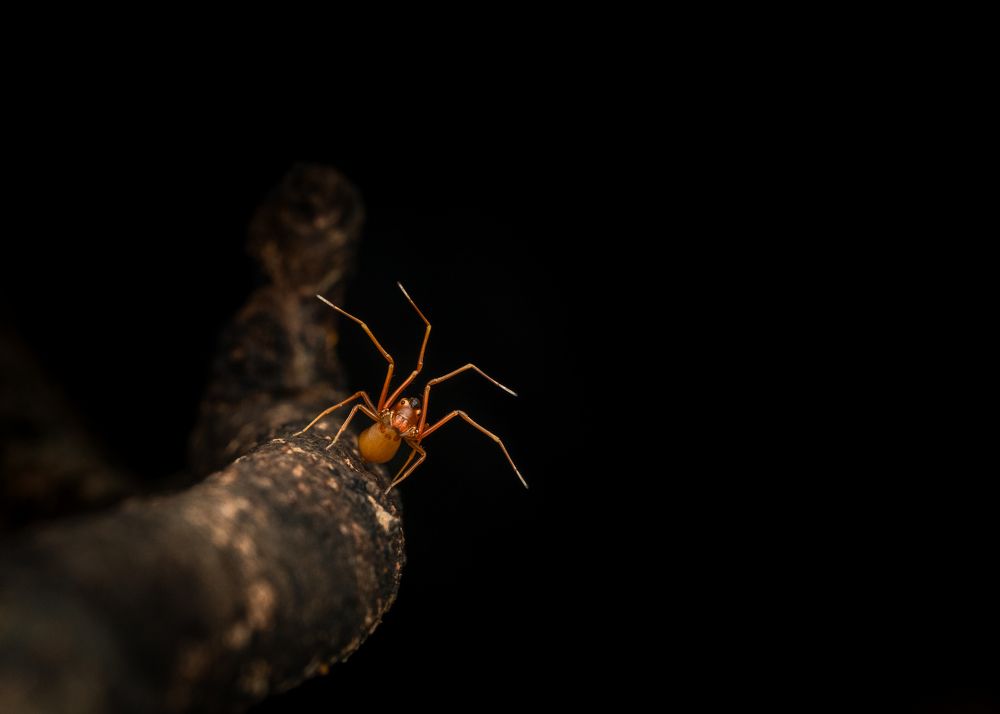 Ant mimic spider