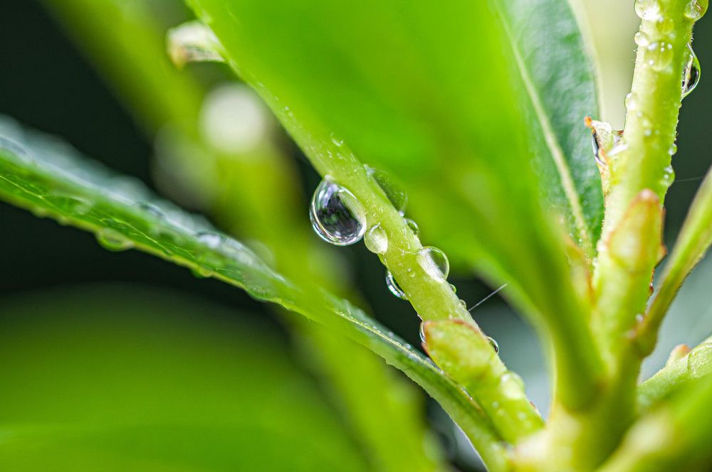 Фотография автора DIMITRIS MPAZIOTOPOULOS