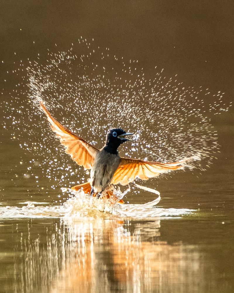 Photograph by Debashis Subudhi