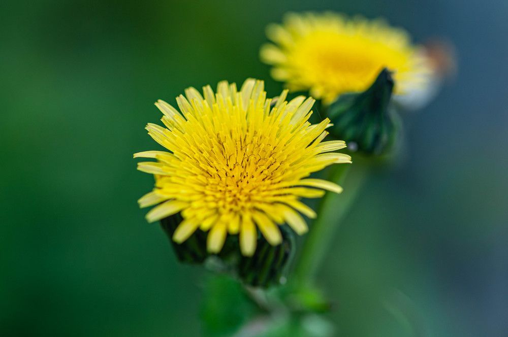 Фотография автора DIMITRIS MPAZIOTOPOULOS