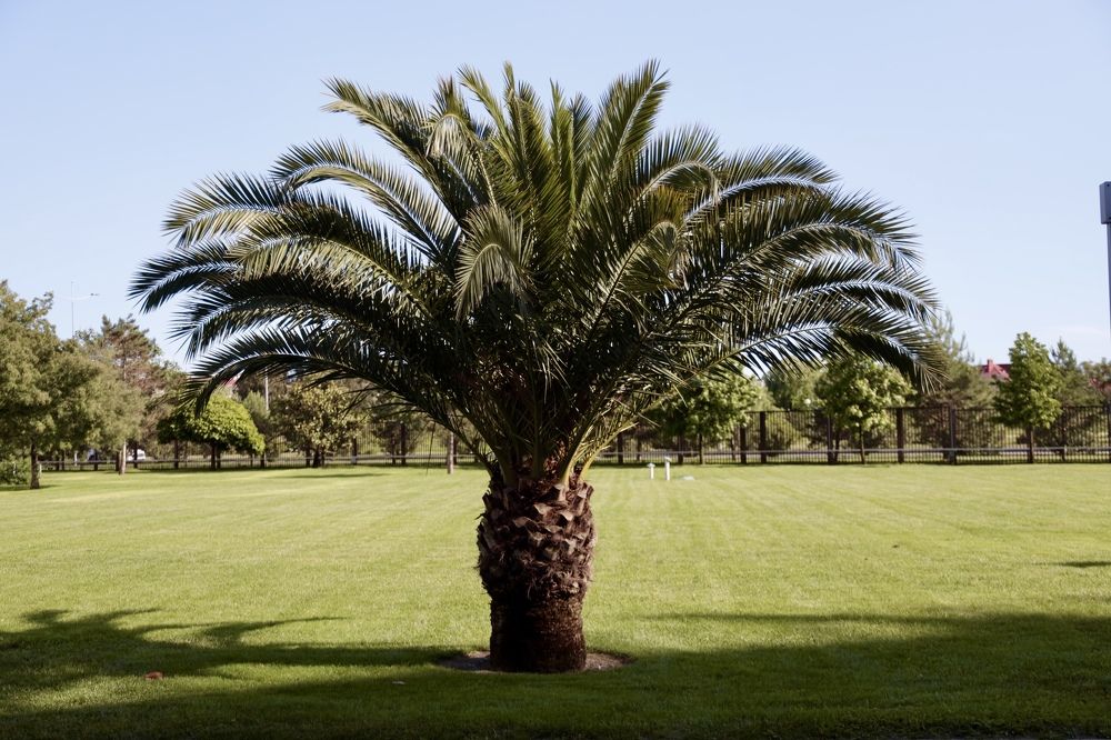 Photograph by Игорь Рязанов