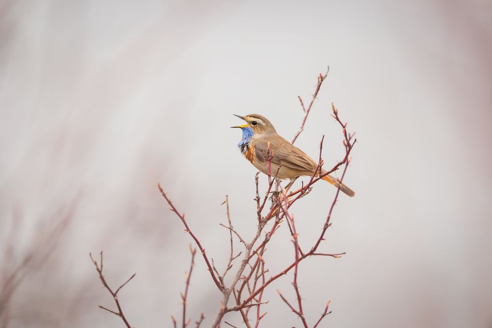 Варакушка (самец)