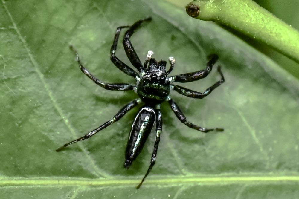 Photograph by Pujo Cahyono