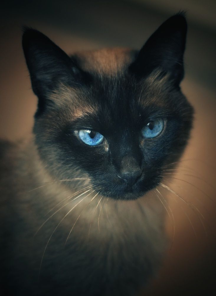 Фотография автора Юлияна Стоянова