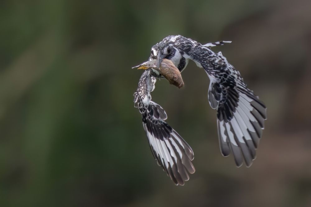 Photograph by Guy Wilson