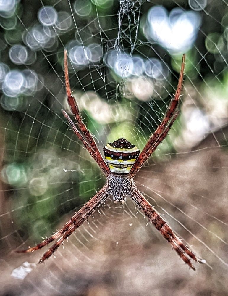 Photograph by Sujoy Kumar Paul