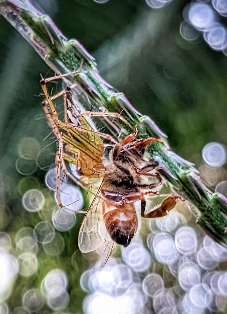 Photograph by Sujoy Kumar Paul