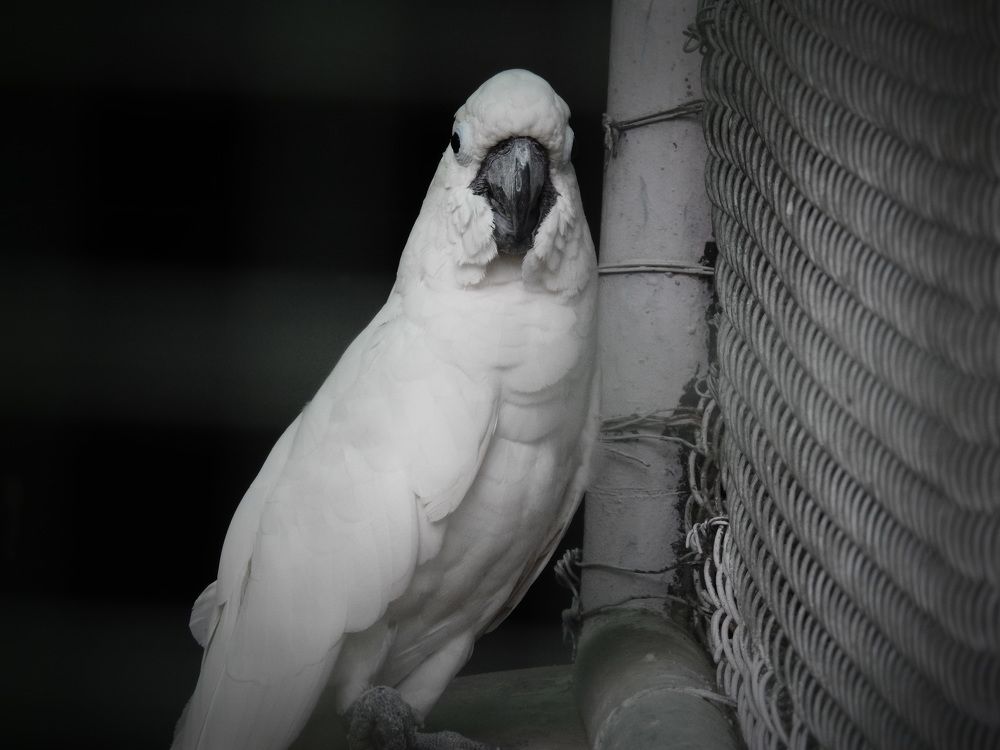 The Sentinel's Gaze