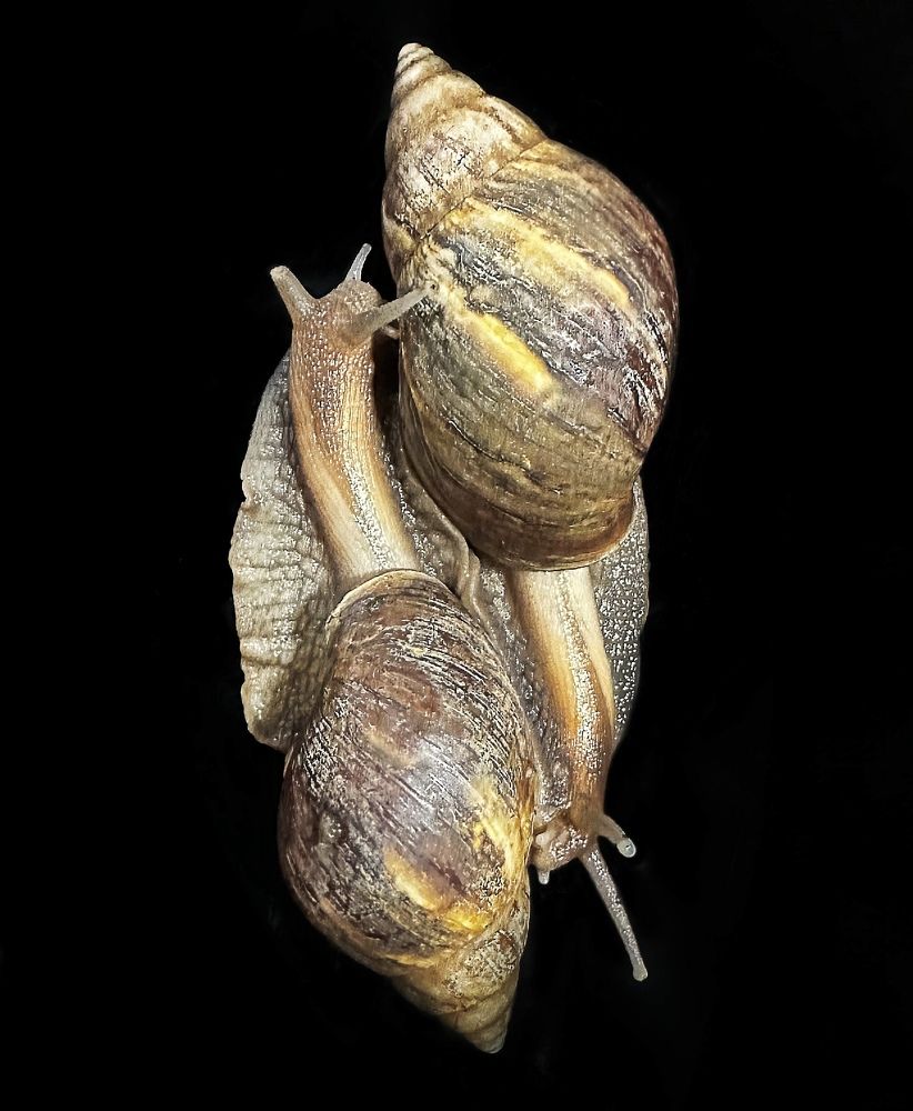 Photograph by Svetlana Rashidova