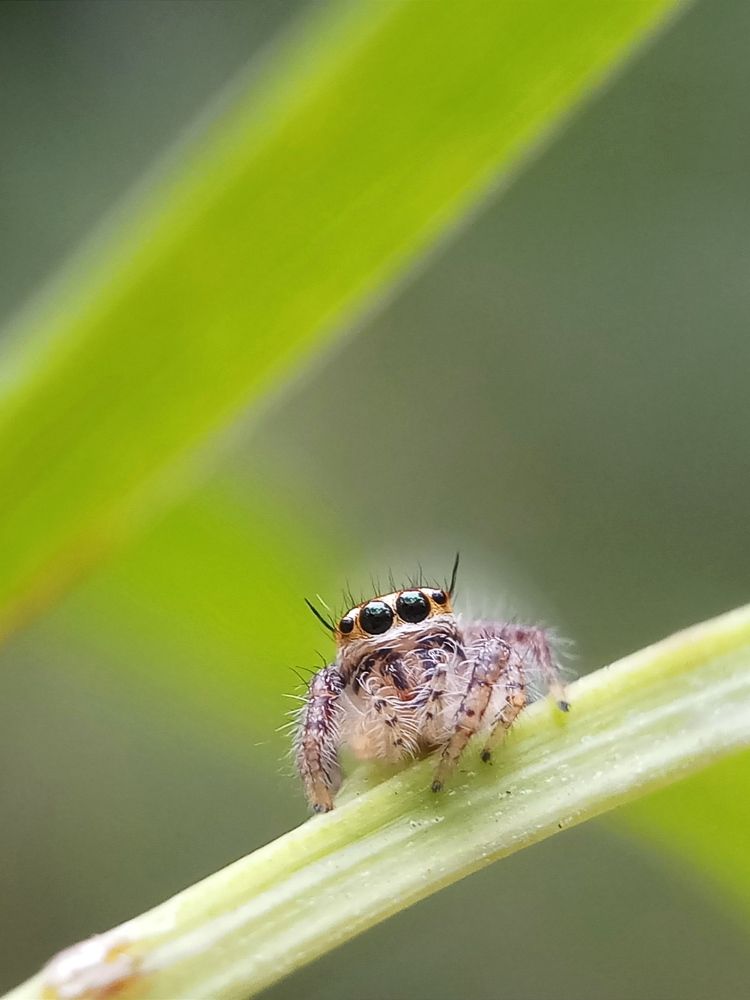 Photograph by Sanatan Sadhu