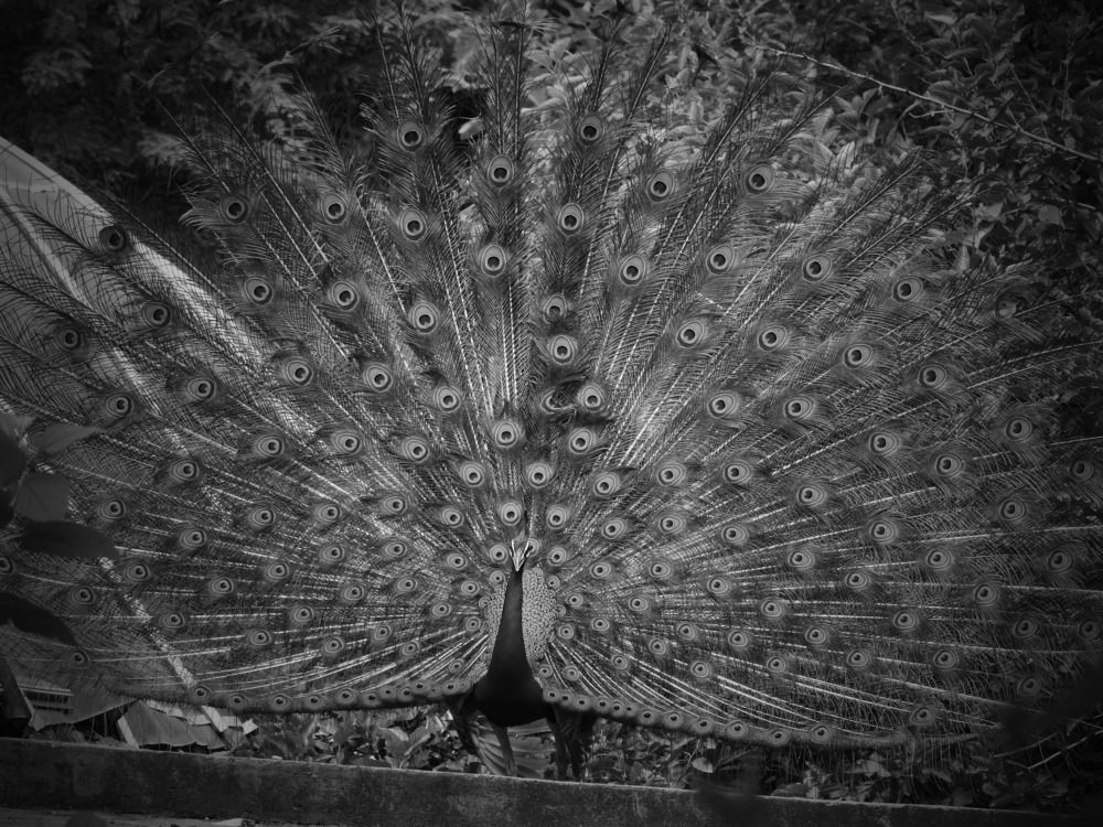Photograph by Aishwary raj