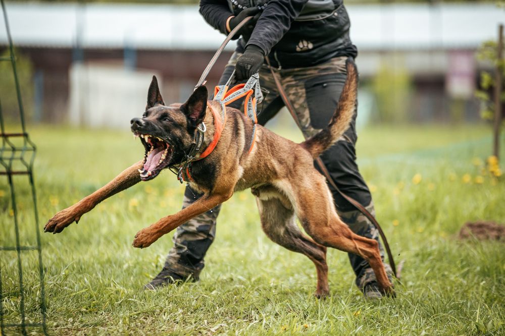 Photograph by Елена Вьюркова