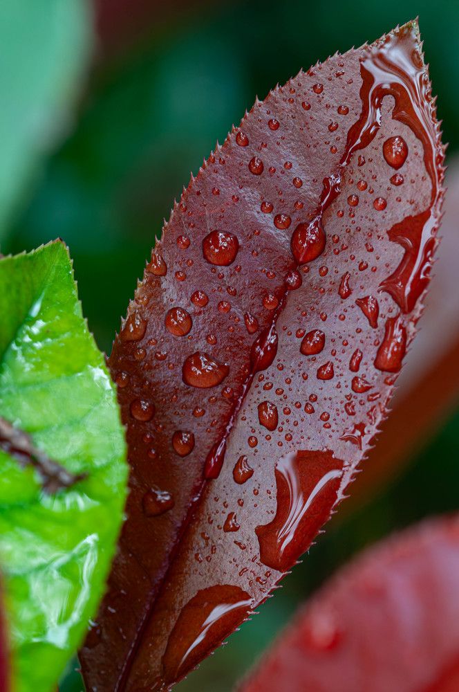 Фотография автора DIMITRIS MPAZIOTOPOULOS