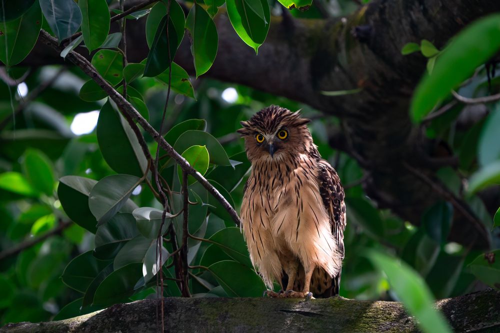 Surprised Sentinel: The Curious Gaze of a Buffy Fish Owl