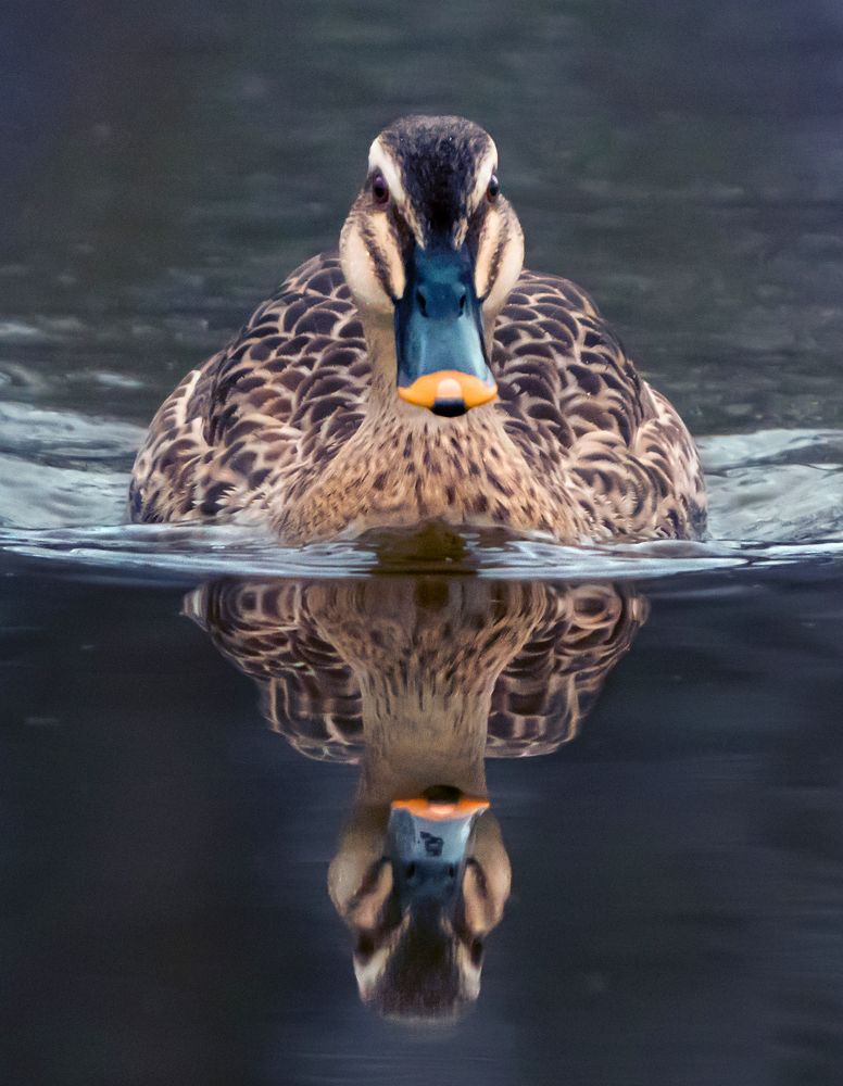 Photograph by Ольга Мусиенко