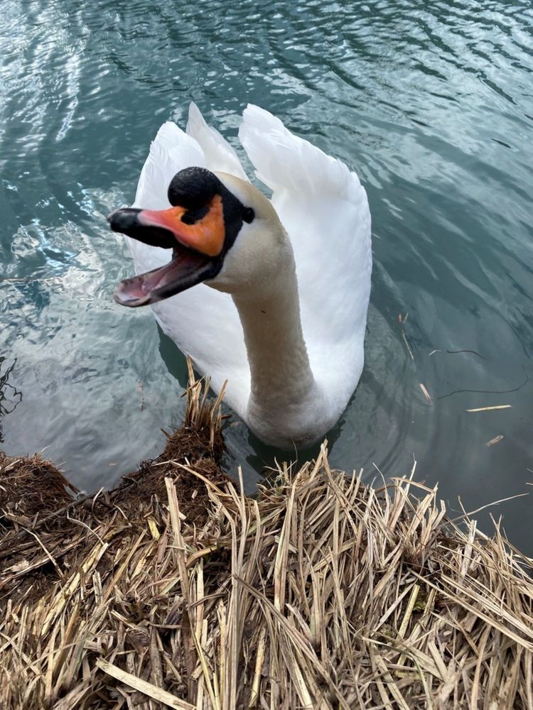 Фотография автора Виктория Болховитина-Зеленкова