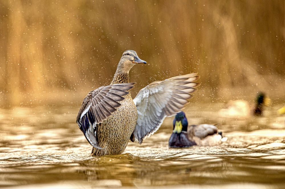 Фотография автора Евгений Аксёненко