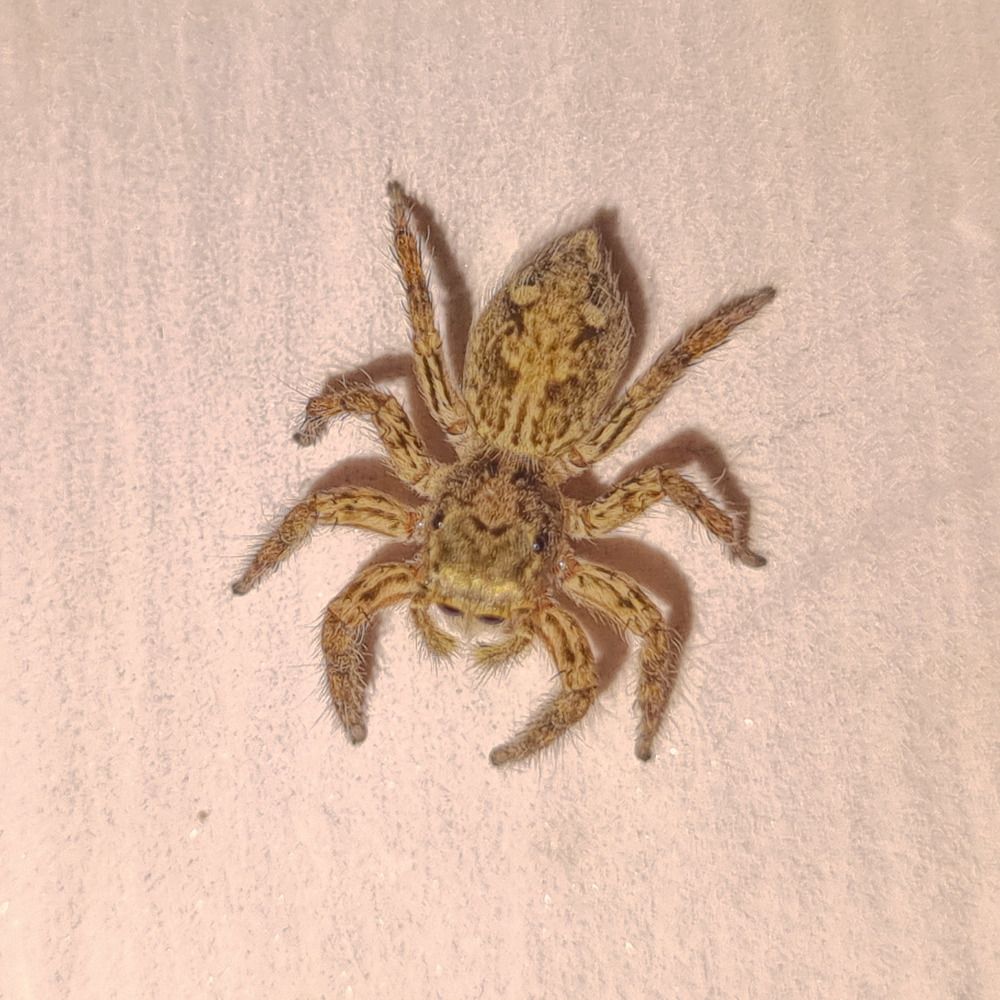 Photograph by Ankit Bhattacherjee