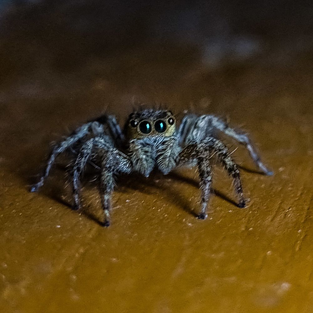 Photograph by Ankit Bhattacherjee