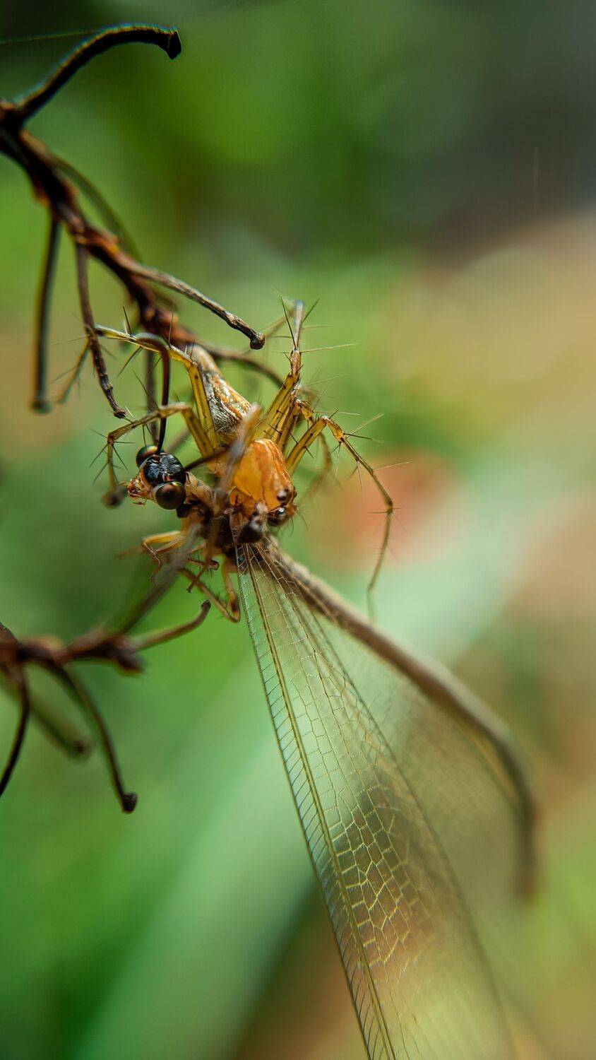 Spider eating dragonfly