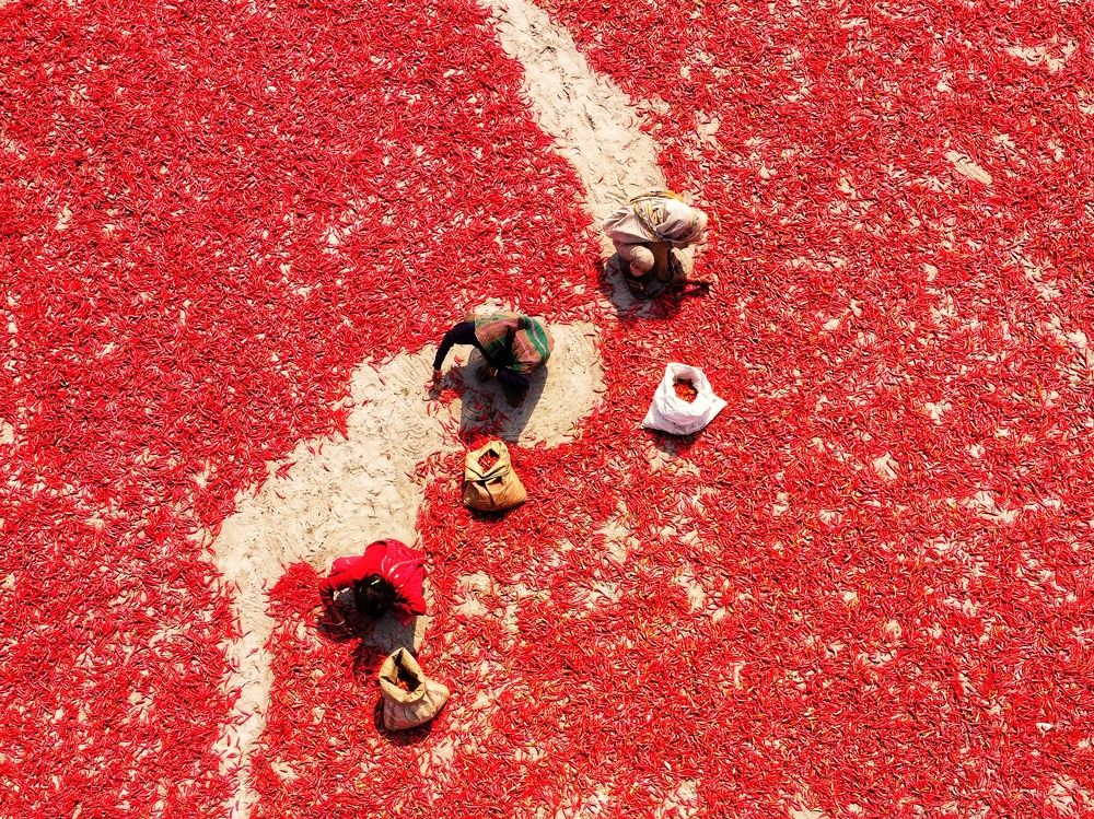 The woman is sorting dry red chilies with her precise hands.