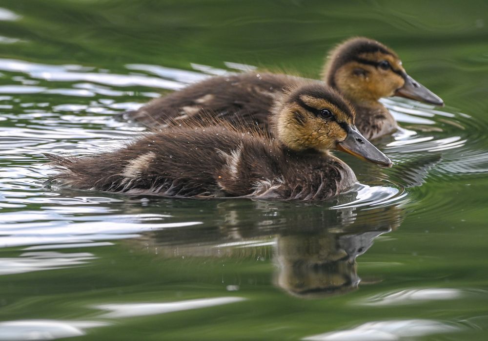Photograph by Савчук Сергей