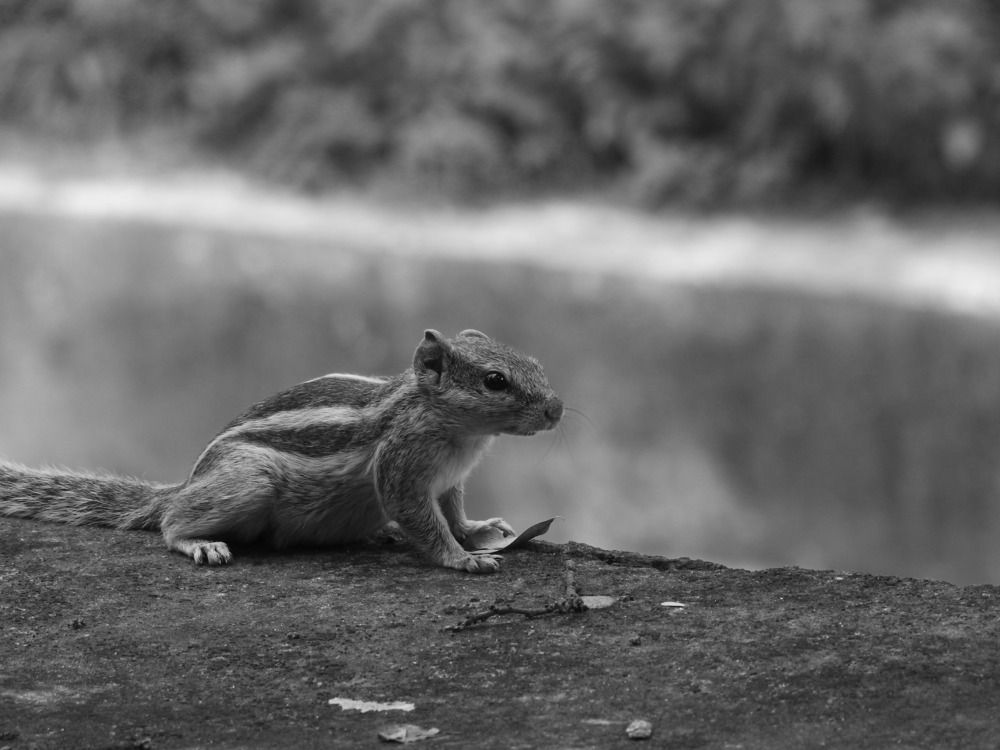 Photograph by Aishwary raj