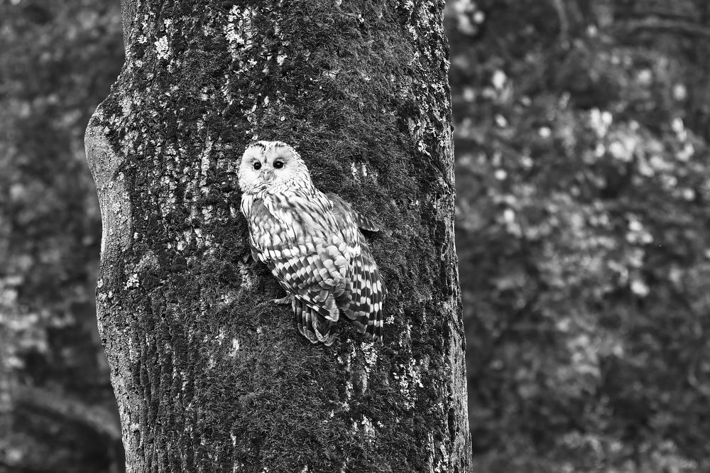 Photograph by Dagmar Vopolková