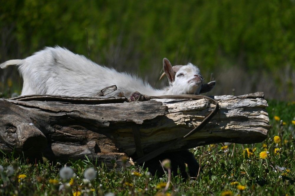 Фотография автора IRINA FILIPPOVA