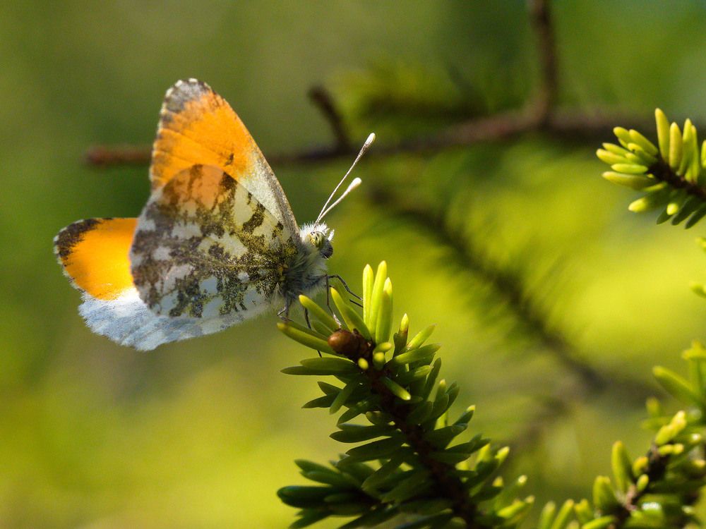 Photograph by Алексей Поляков