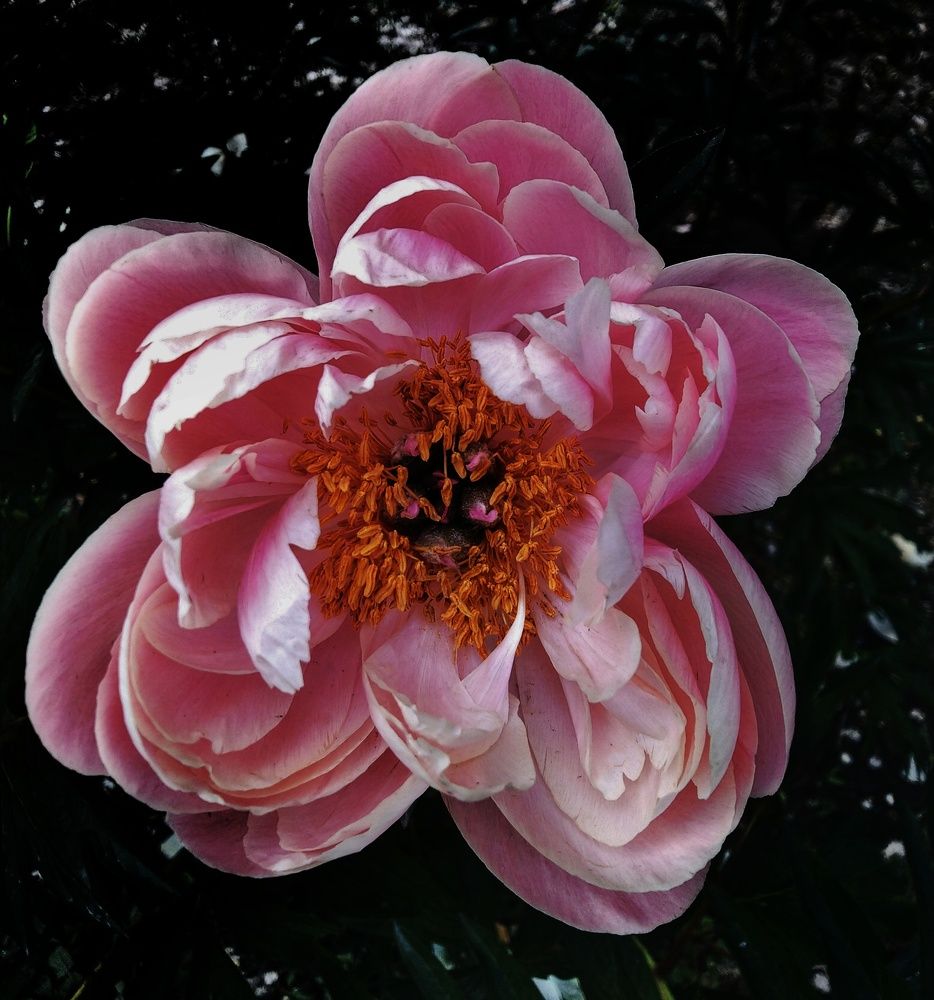 Photograph by Анна Матецкая