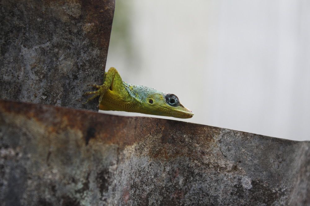 Photograph by Delano Ifill