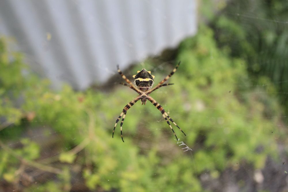 Photograph by Delano Ifill