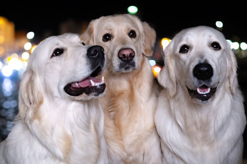 Photograph by gordon brown