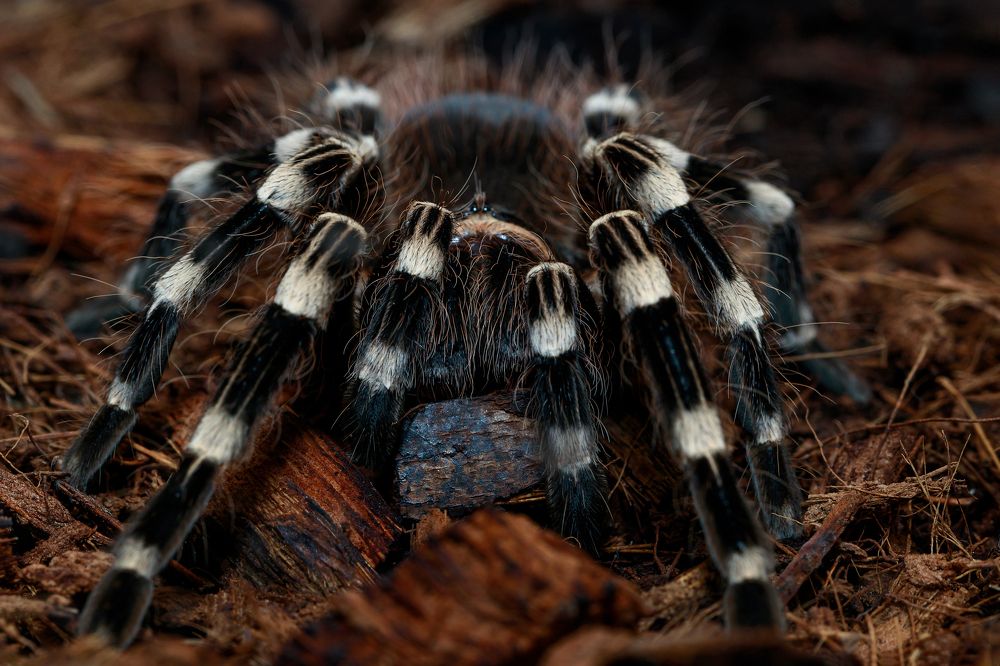 Photograph by Дмитрий Горбушин