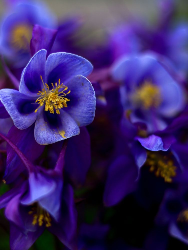 Photograph by Irina Sorokoletova