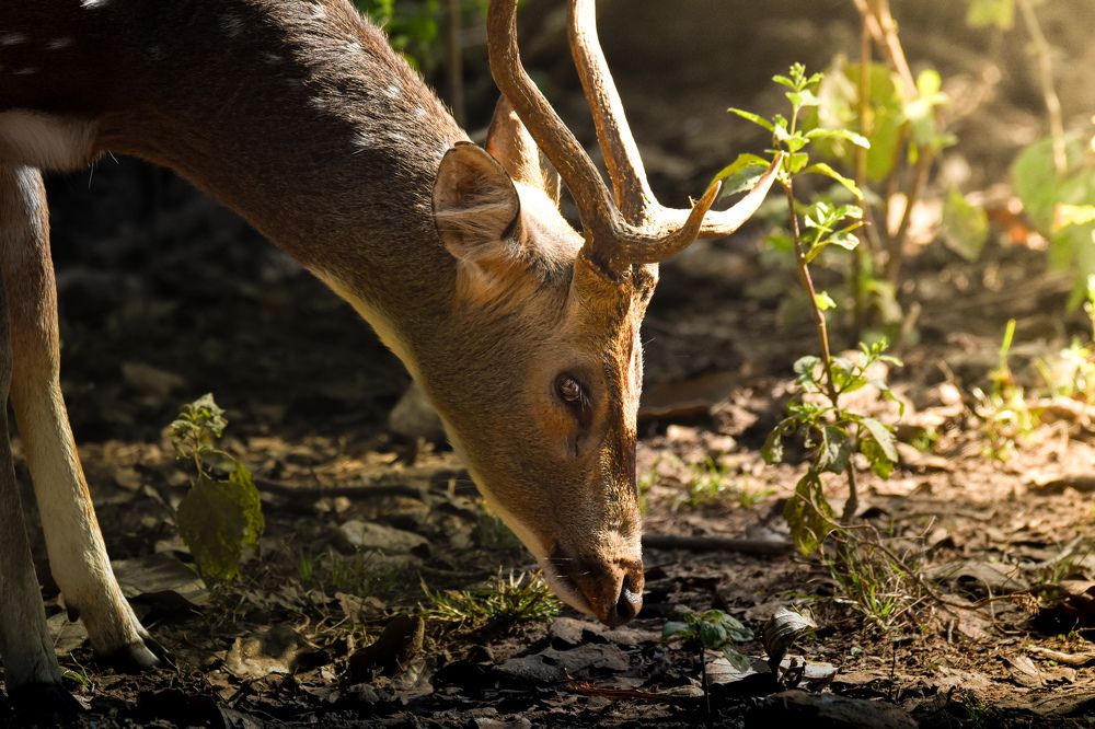 Photograph by Aryan Sharan