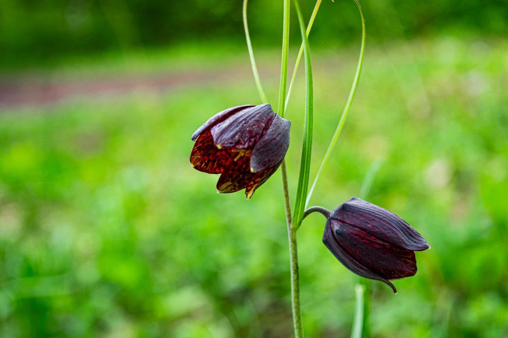 Фотография автора Виктория Болховитина-Зеленкова