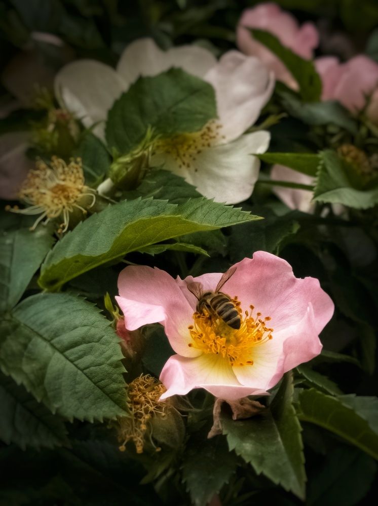 Photograph by Лариса Пасечник