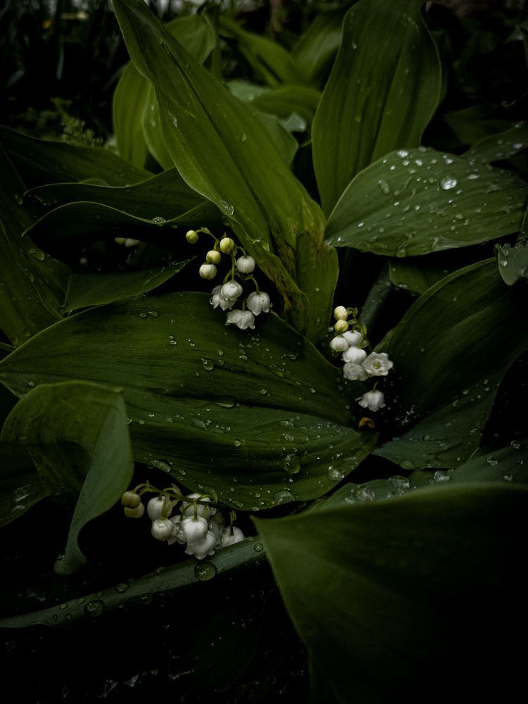 Photograph by Лариса Пасечник